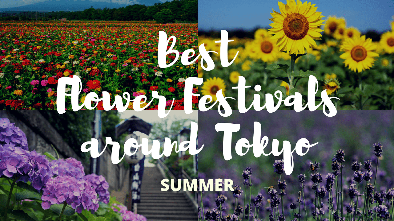 7 must-visit flower festivals around tokyo in summer! - japan web