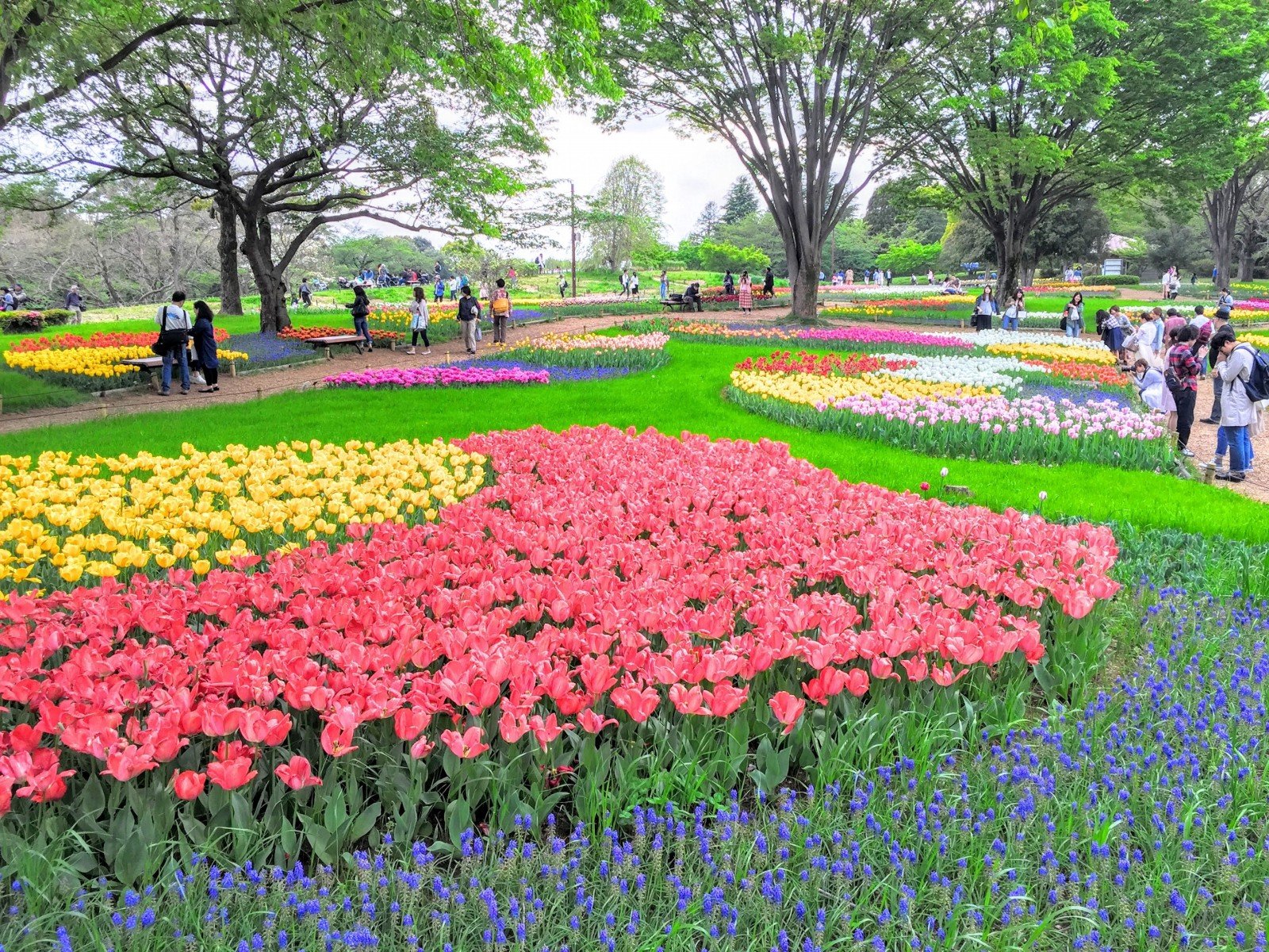 showa memorial park : best flower park in tokyo - japan web magazine