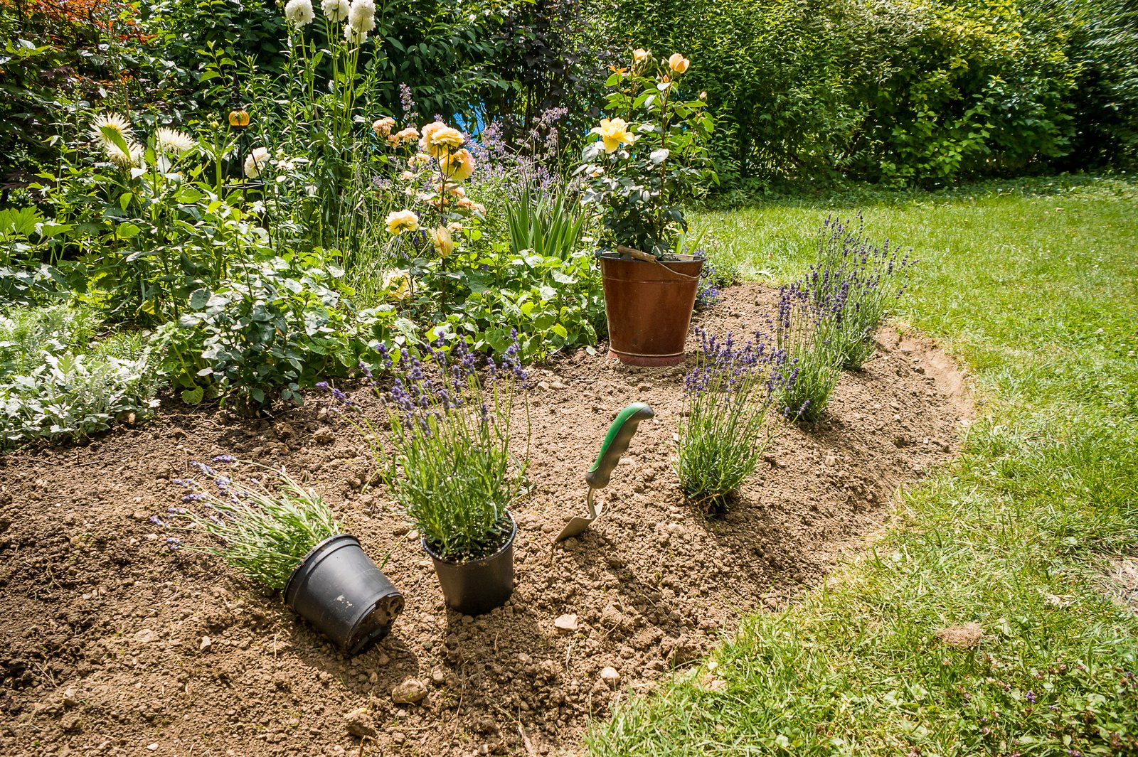the best flowers to plant in your new jersey garden - chris james