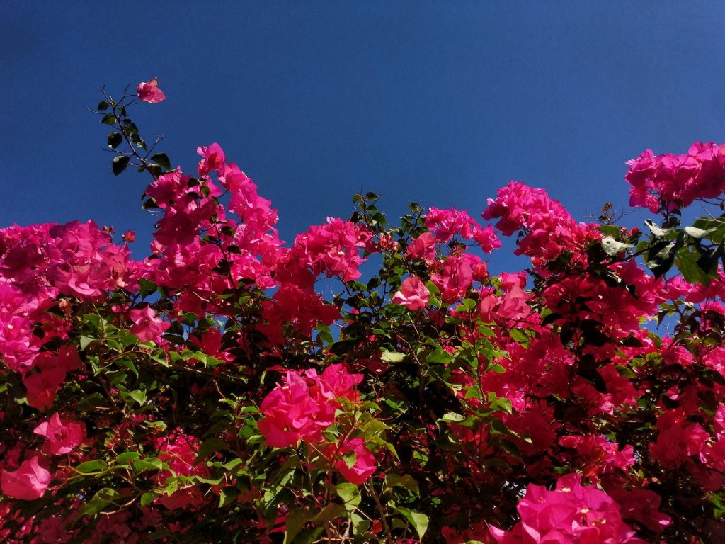 audio – nothing like a nice cup of tea