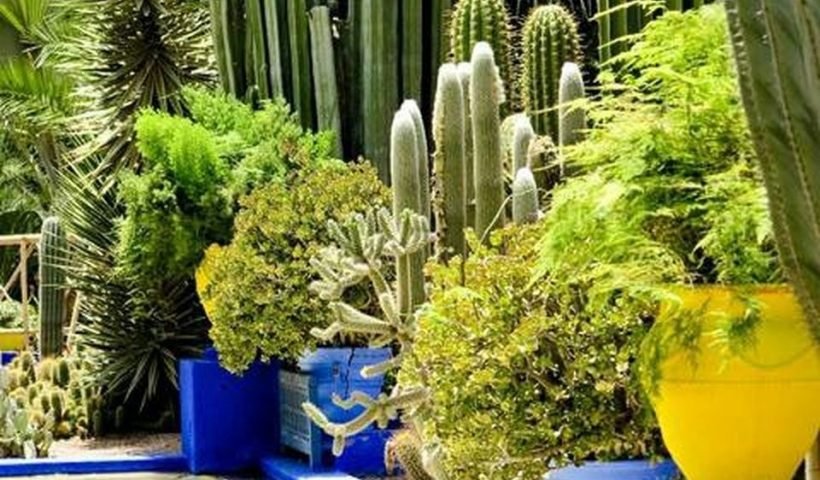 Stunning Desert Garden Ideas For Home Yard 64 - Amzhouse regarding Desert Landscape Yard Ideas