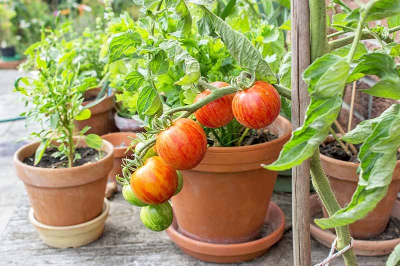 You are currently viewing Container Garden Of Vegetables