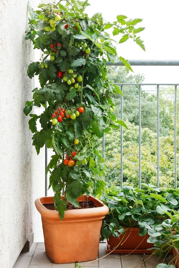 Gardenzeus Tips For Container Vegetable Gardening intended for Container Garden Of Vegetables