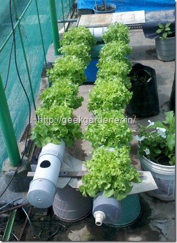 Growing Lettuce in Hydroponics Nutrient Film Technique ...