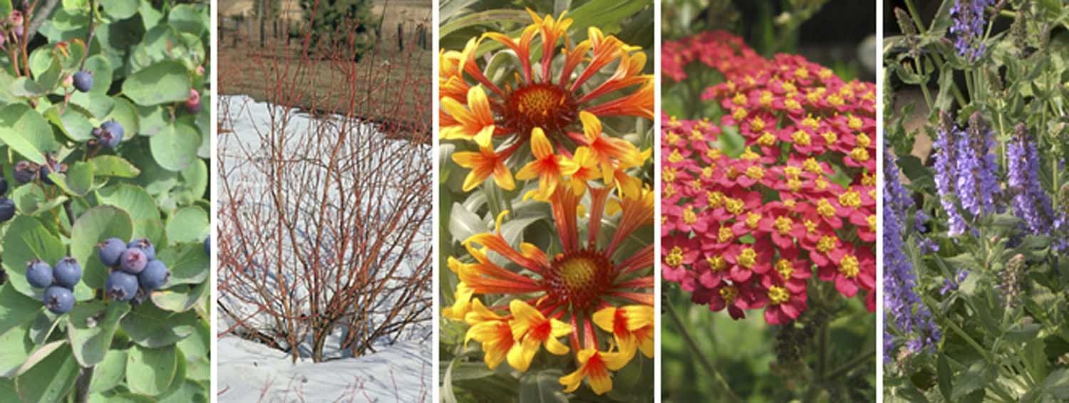 native plants in alberta - salisbury greenhouse