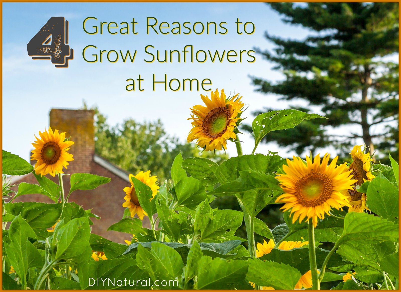 grow sunflower: four great reasons for growing sunflowers!