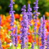 nursery, flowers & garden plants | lafayette & broussard, la