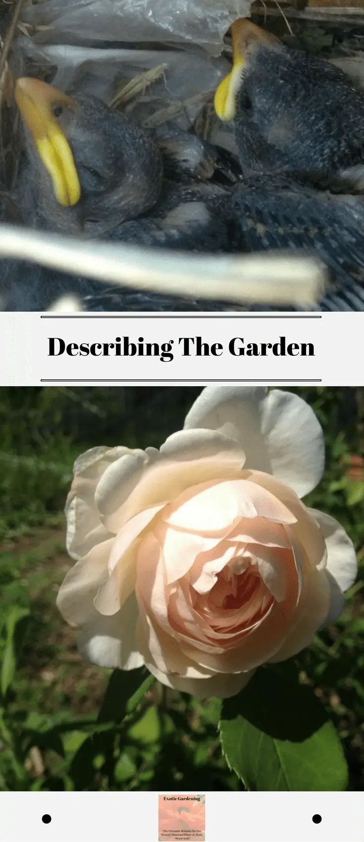 describing the garden - exotic gardening