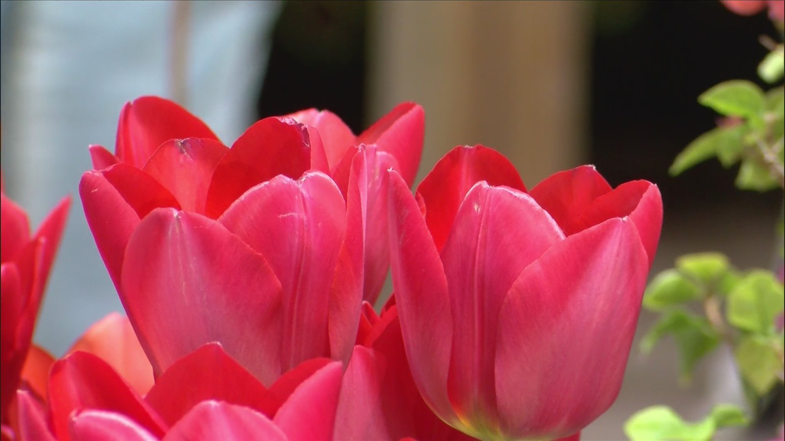 signs of spring at flower and garden show
