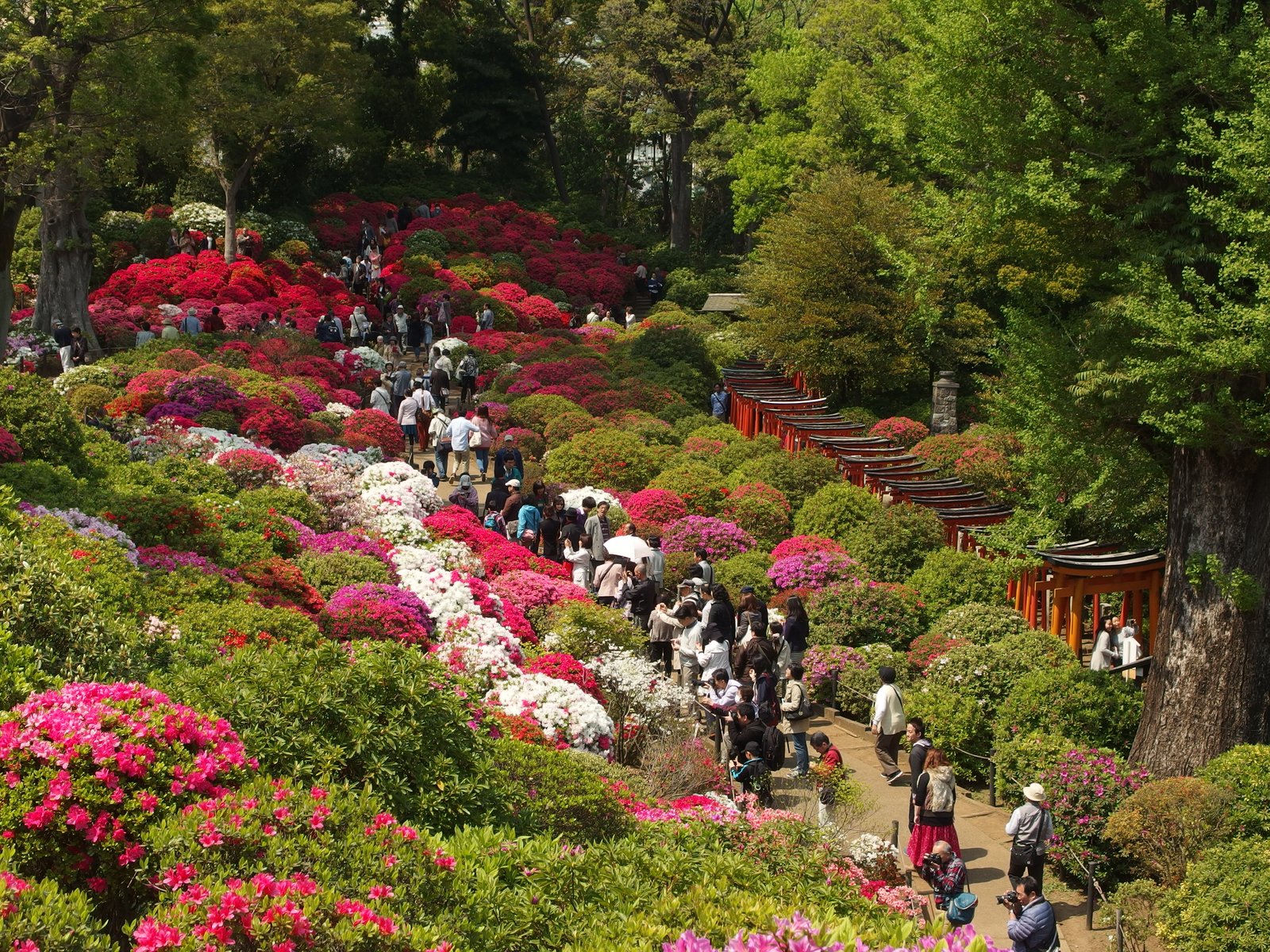 6 tokyo flower festivals to visit this spring | tokyo cheapo