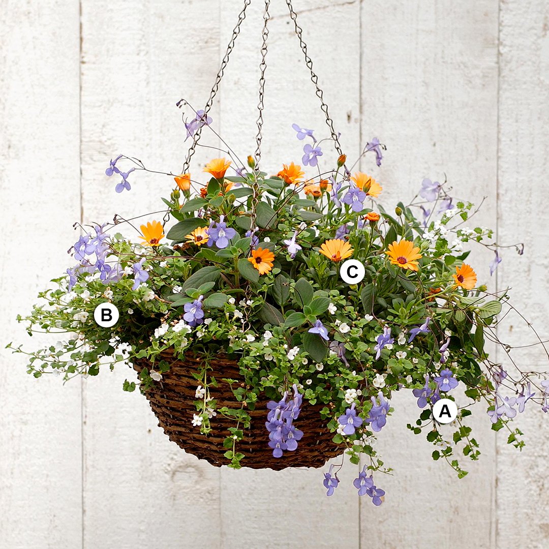 27 hanging baskets you'll want to plant immediately