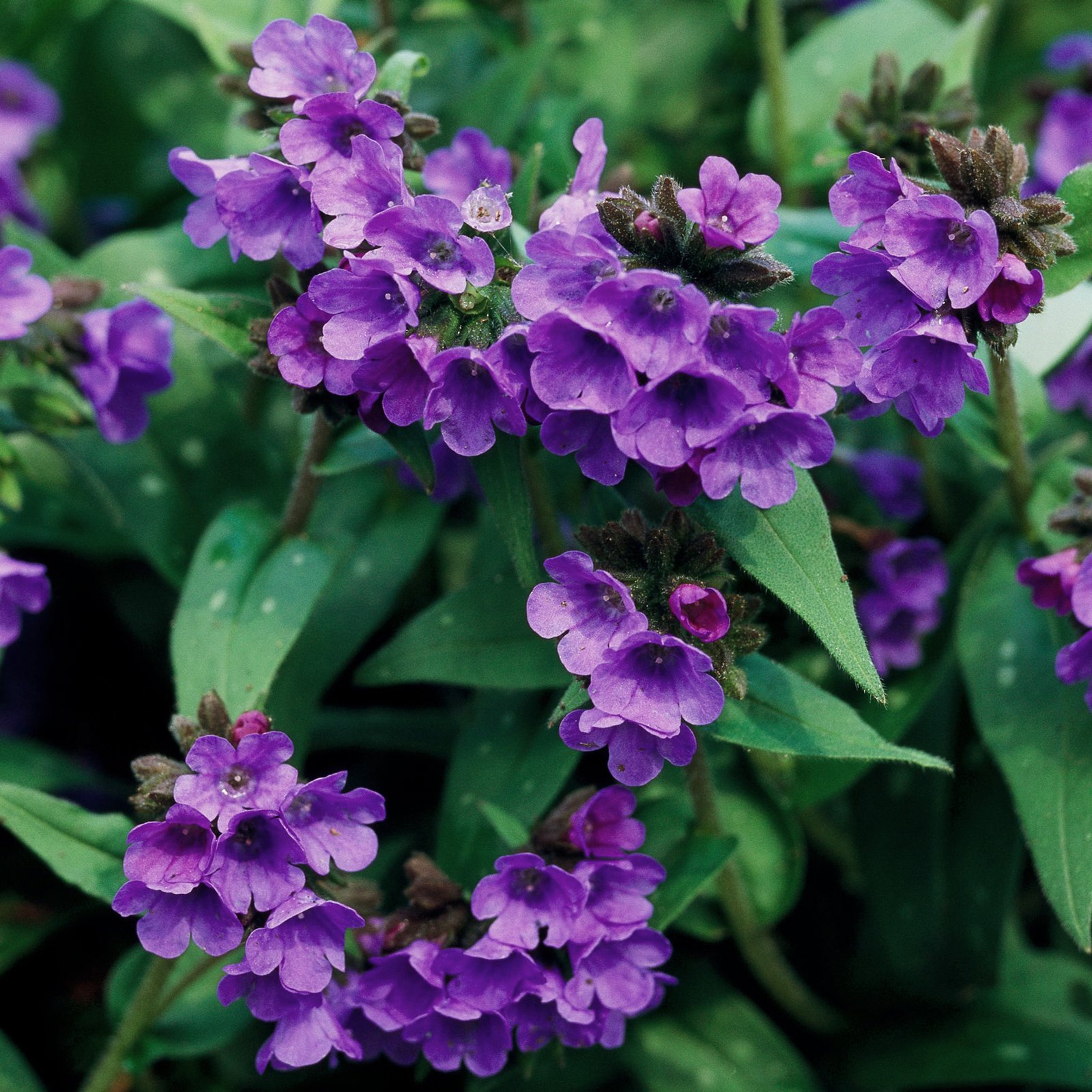 tough perennials that grow in dry shade | better homes & gardens