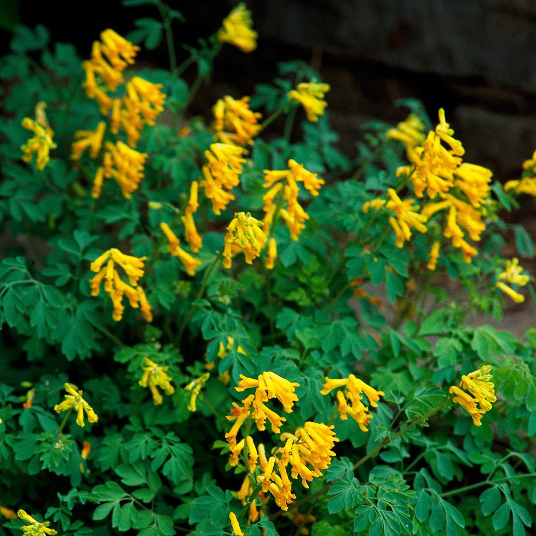 our 18 favorite perennials that thrive in shady gardens