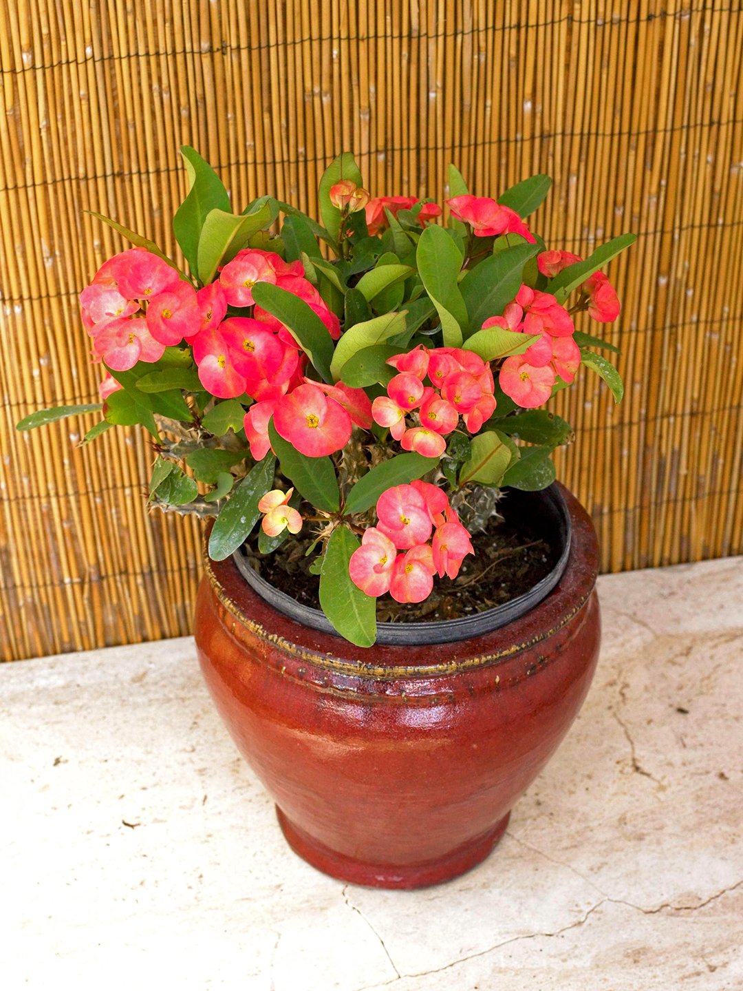 the 10 best succulents to grow indoors | better homes & gardens