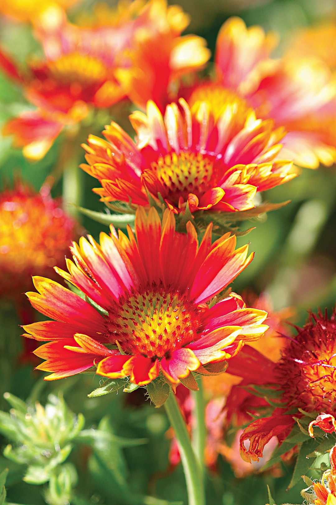 26 amazing perennial varieties for your garden