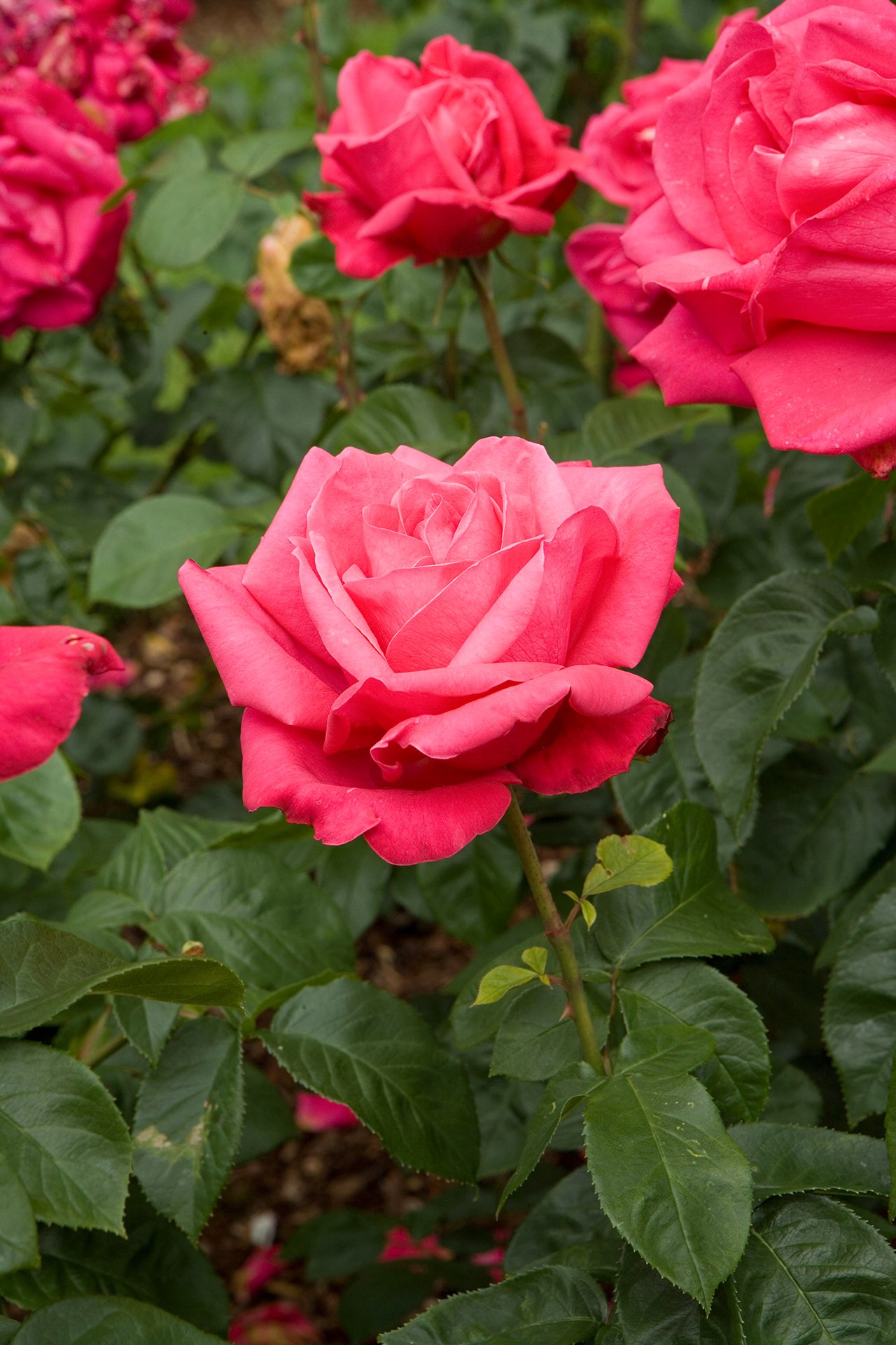 tips for pruning roses | better homes & gardens