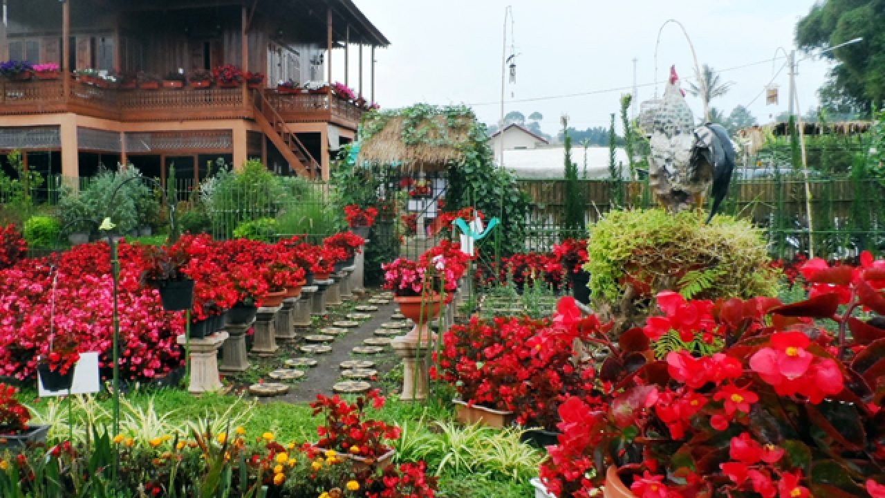 taman begonia lembang - bandung lautan bunga