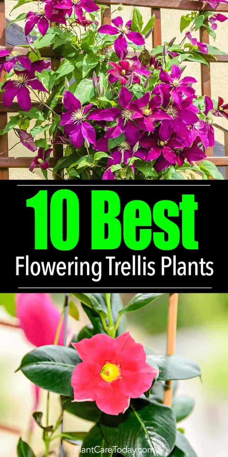 flowering vines: what are 10 of the best trellis plants?