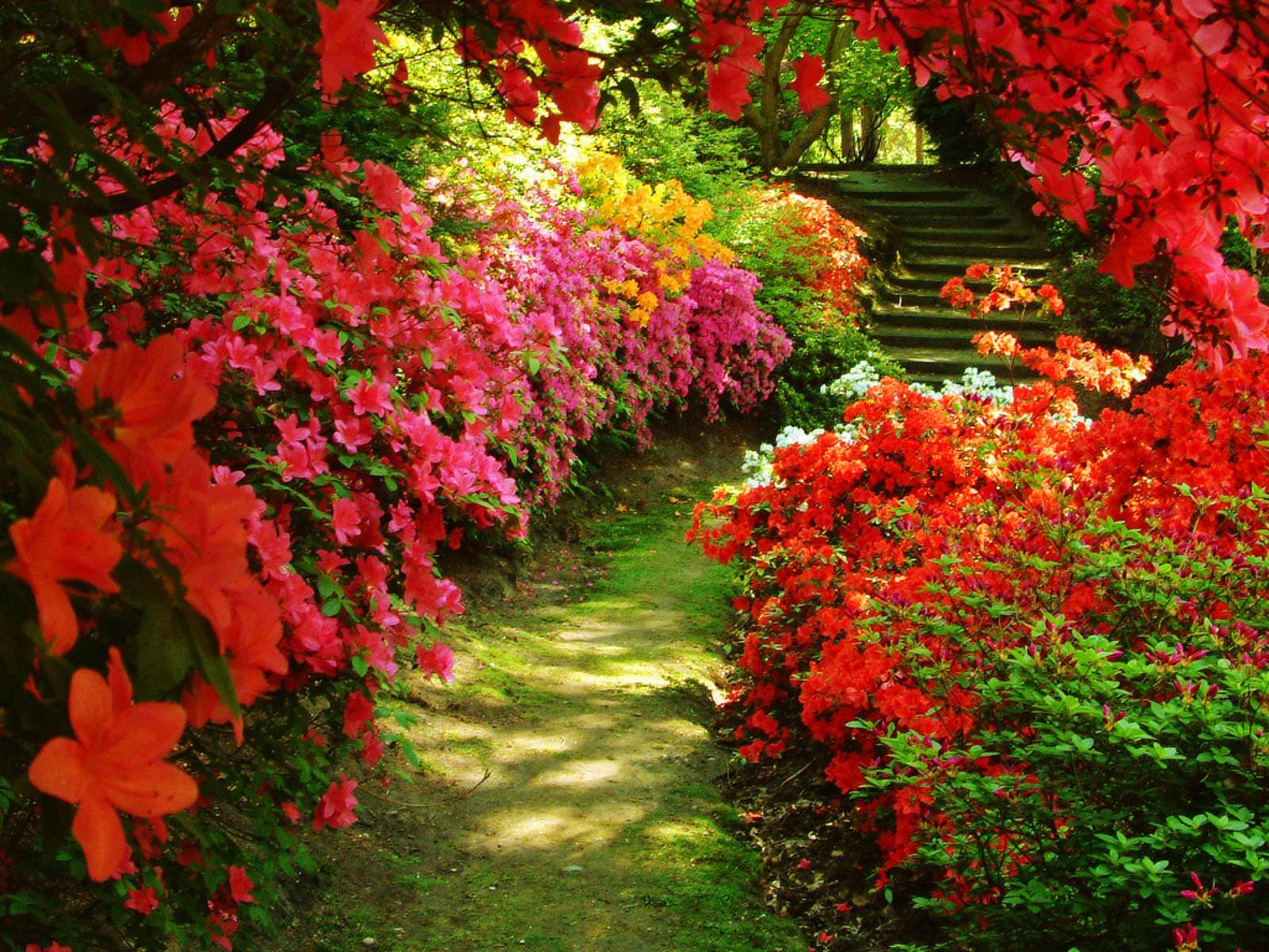 flower garden backgrounds - wallpaper cave