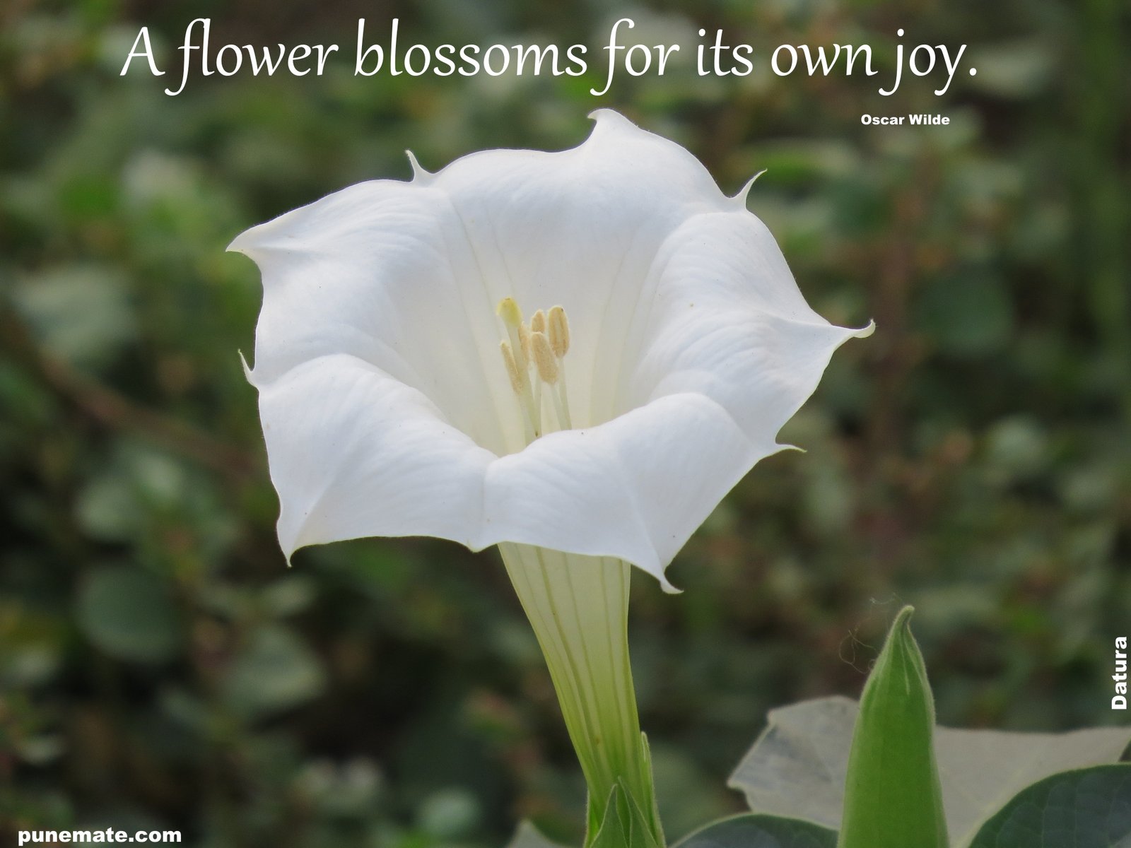 plants and flowers of india and pune | punemate