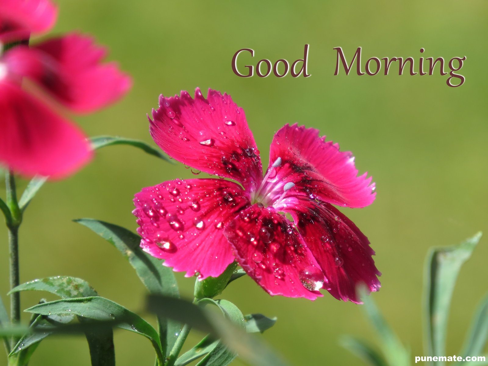 plants and flowers of india and pune growing dianthus chinensis