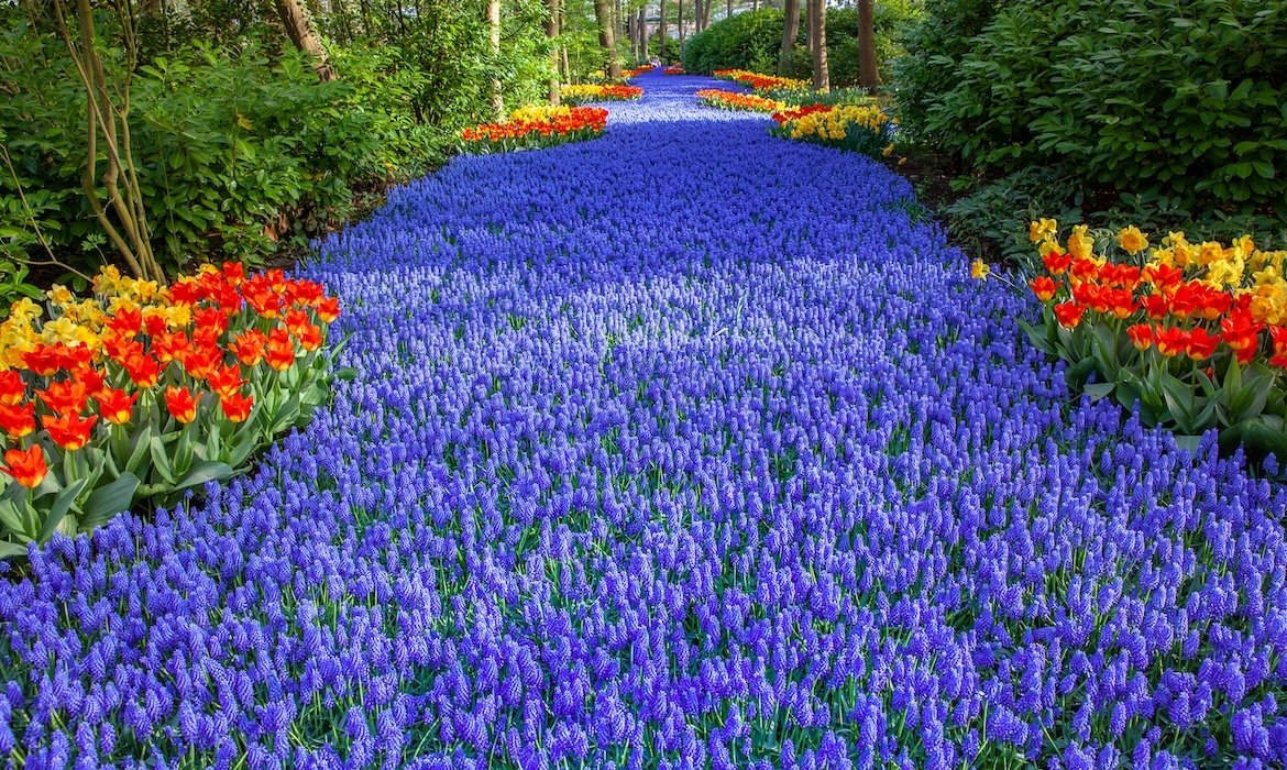 enjoy over 7 million blooms in holland's largest flower garden
