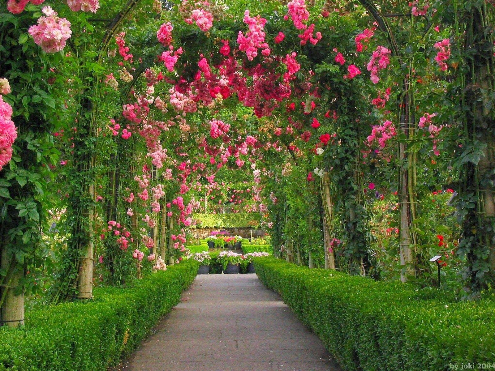 rose flower garden wallpapers - wallpaper cave