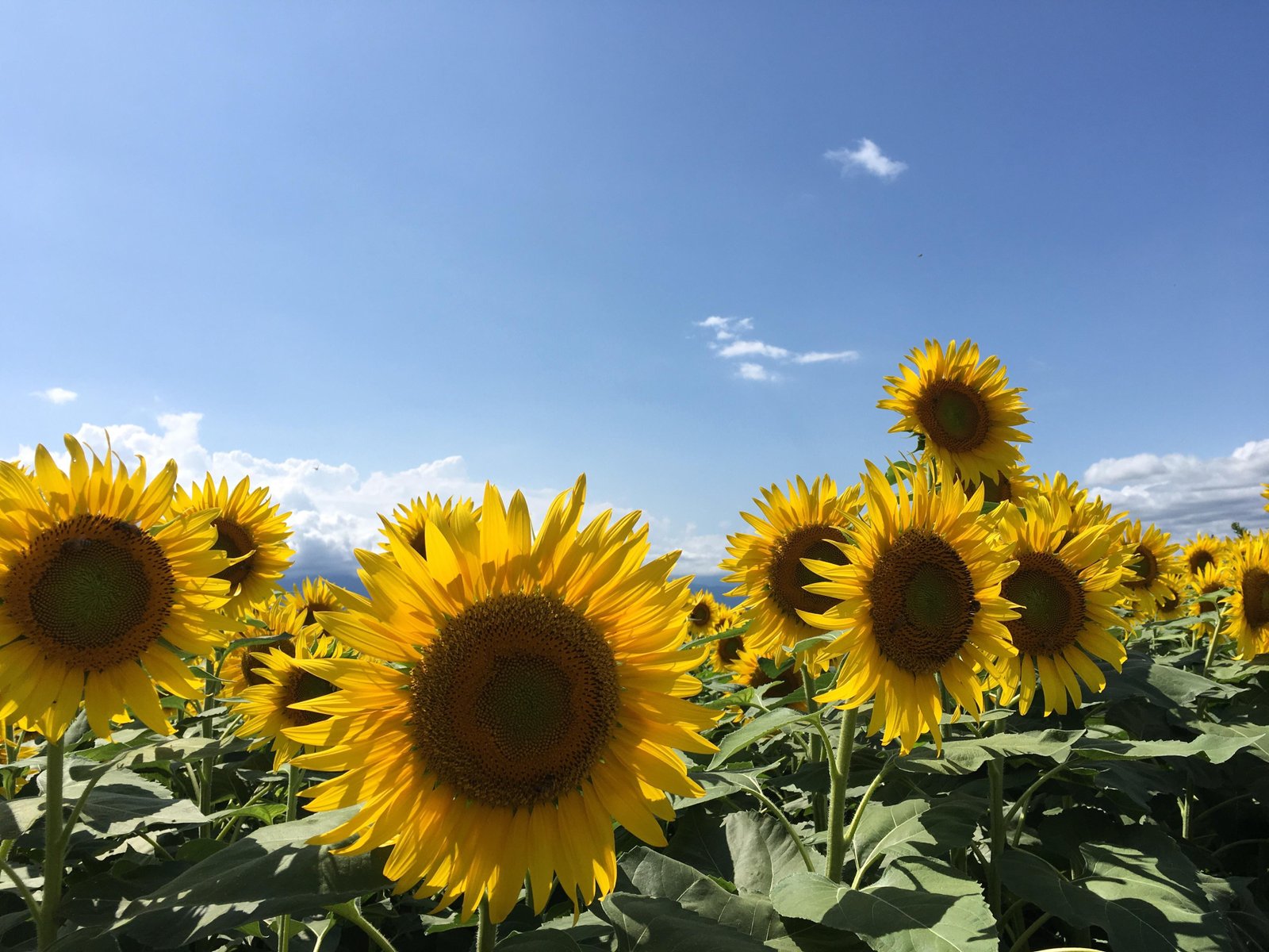 akeno sunflower festival | places picked by brani