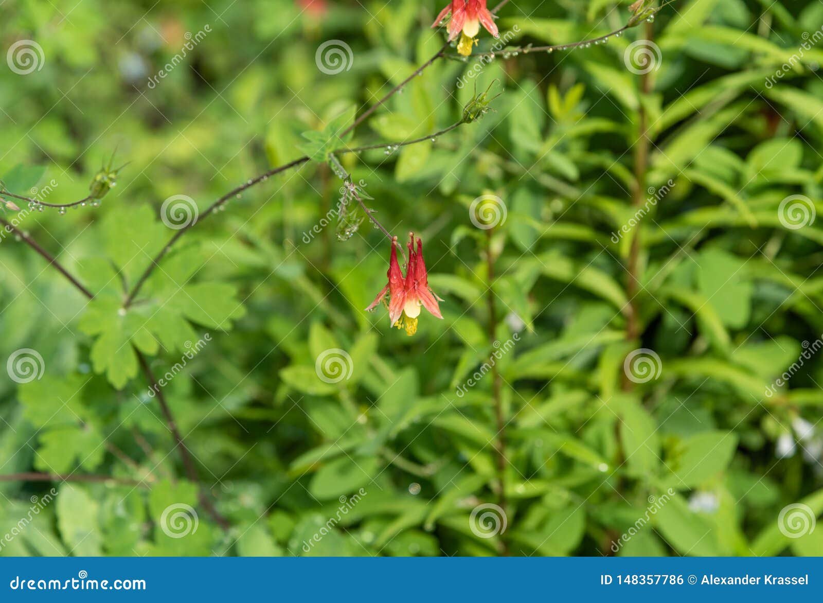 beautiful dew covered fuchsia flowers at a botanical garden