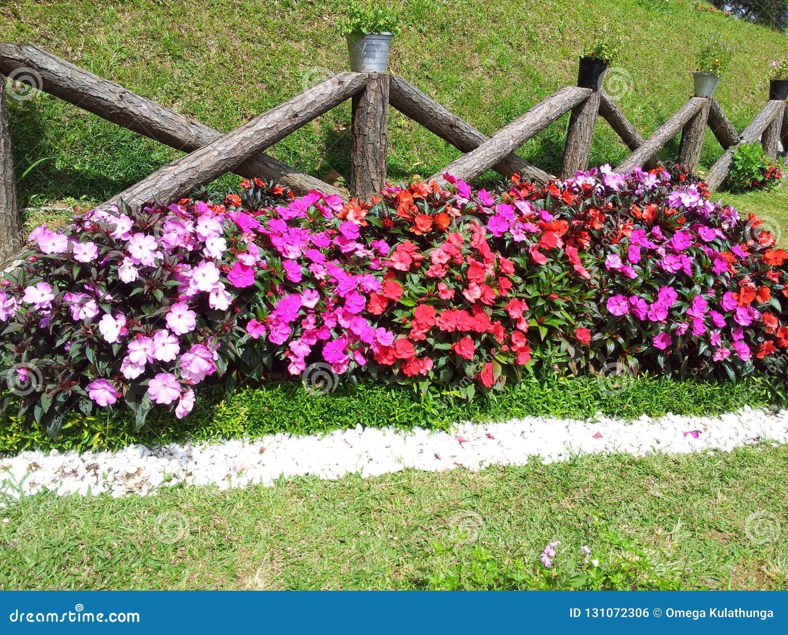 beautiful flower and gardens in sri lanka stock photo - image of