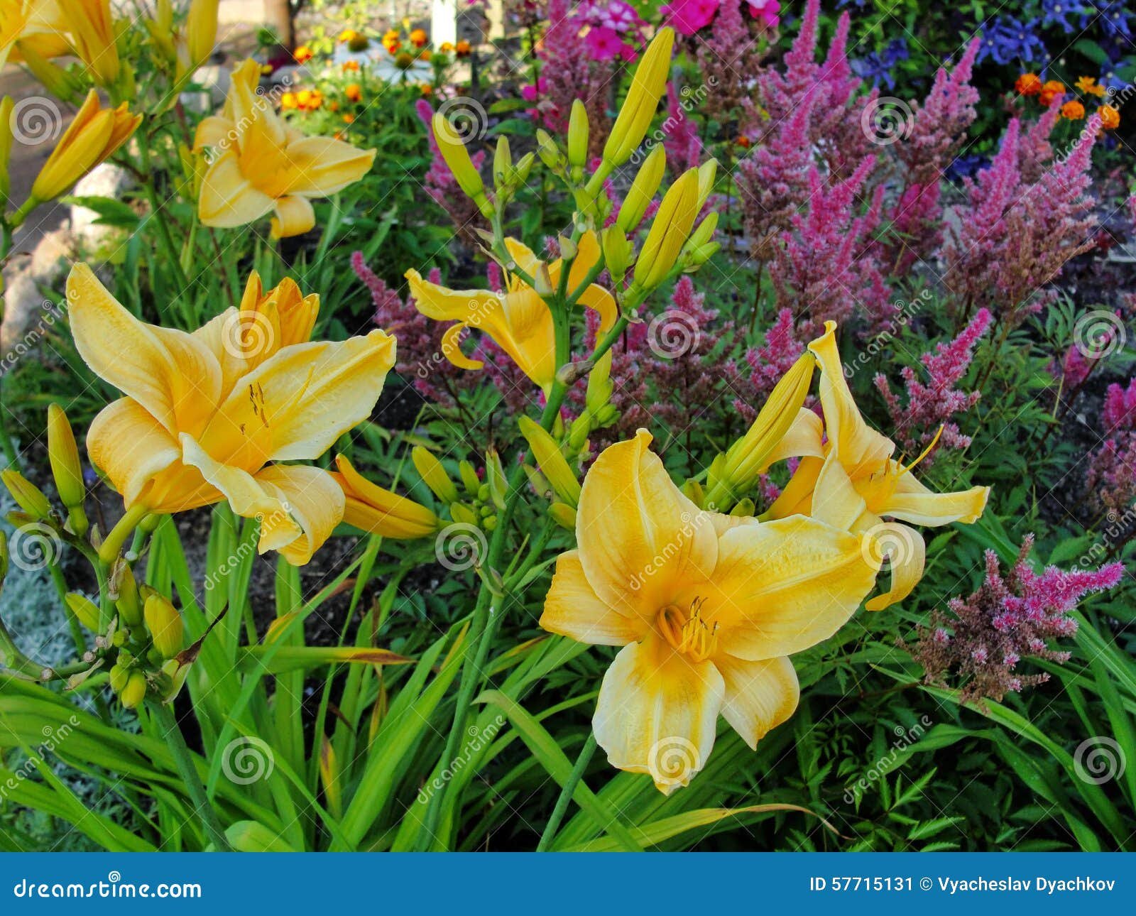 beautiful flowers in the summer garden. large yellow terry day-lily