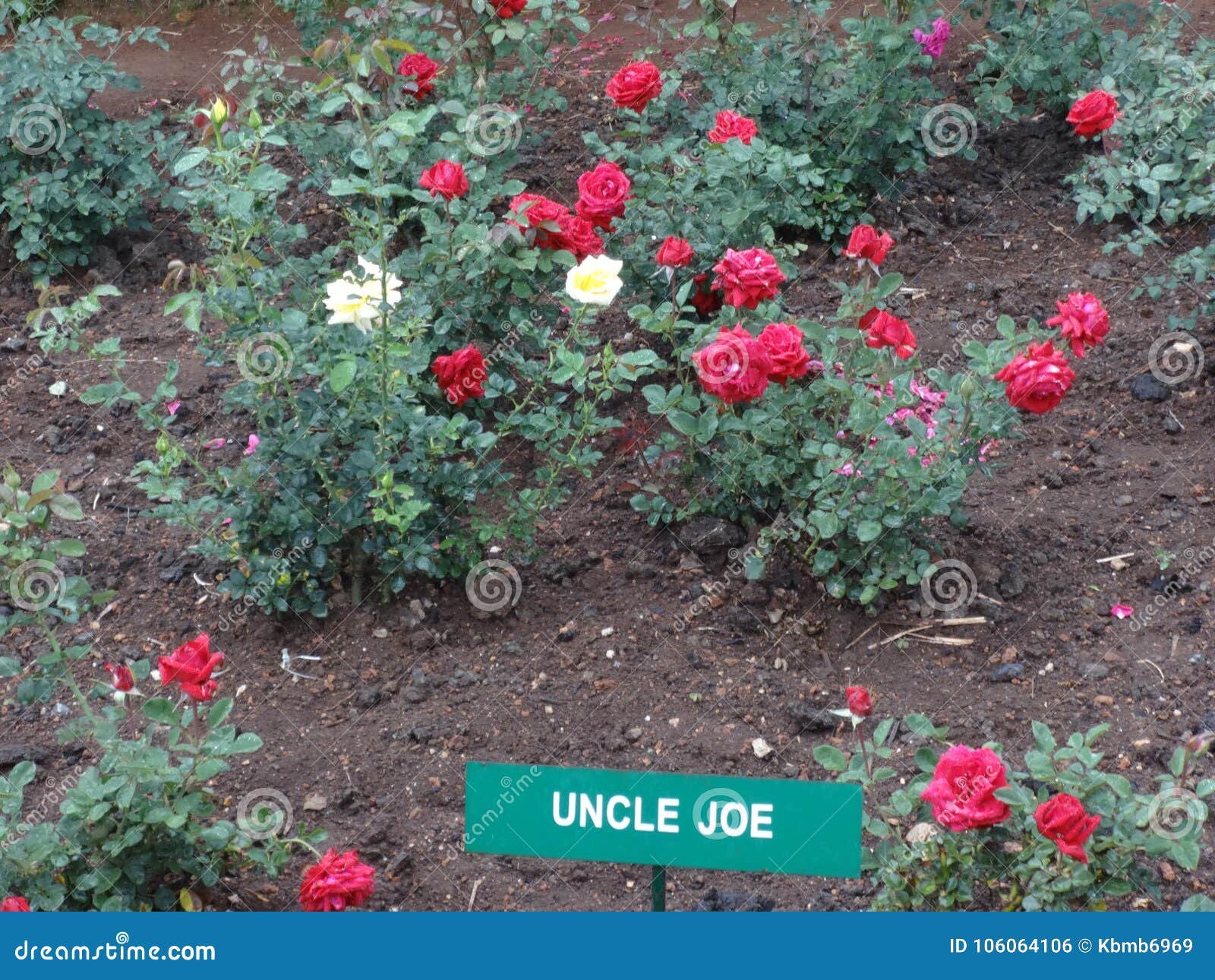 beautiful variety of rose flower at botanical garden ooty, india