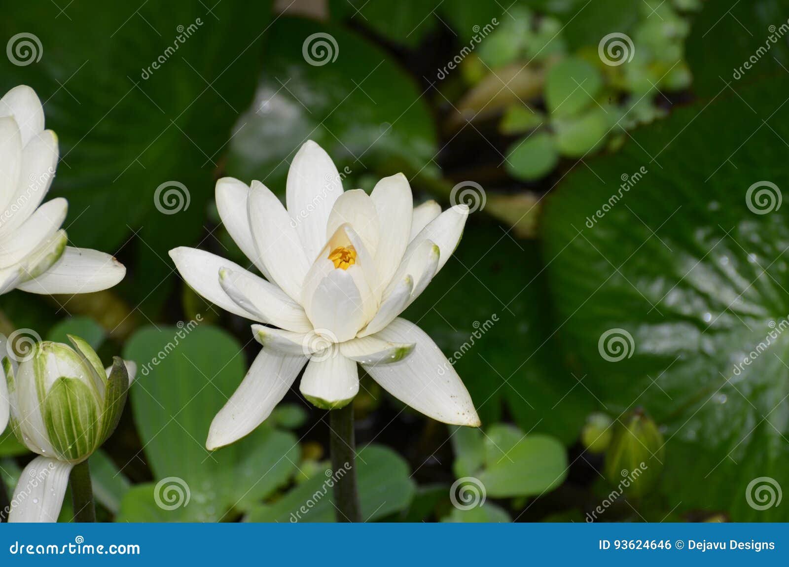 blooming white indian lotus flower in a water garden stock photo