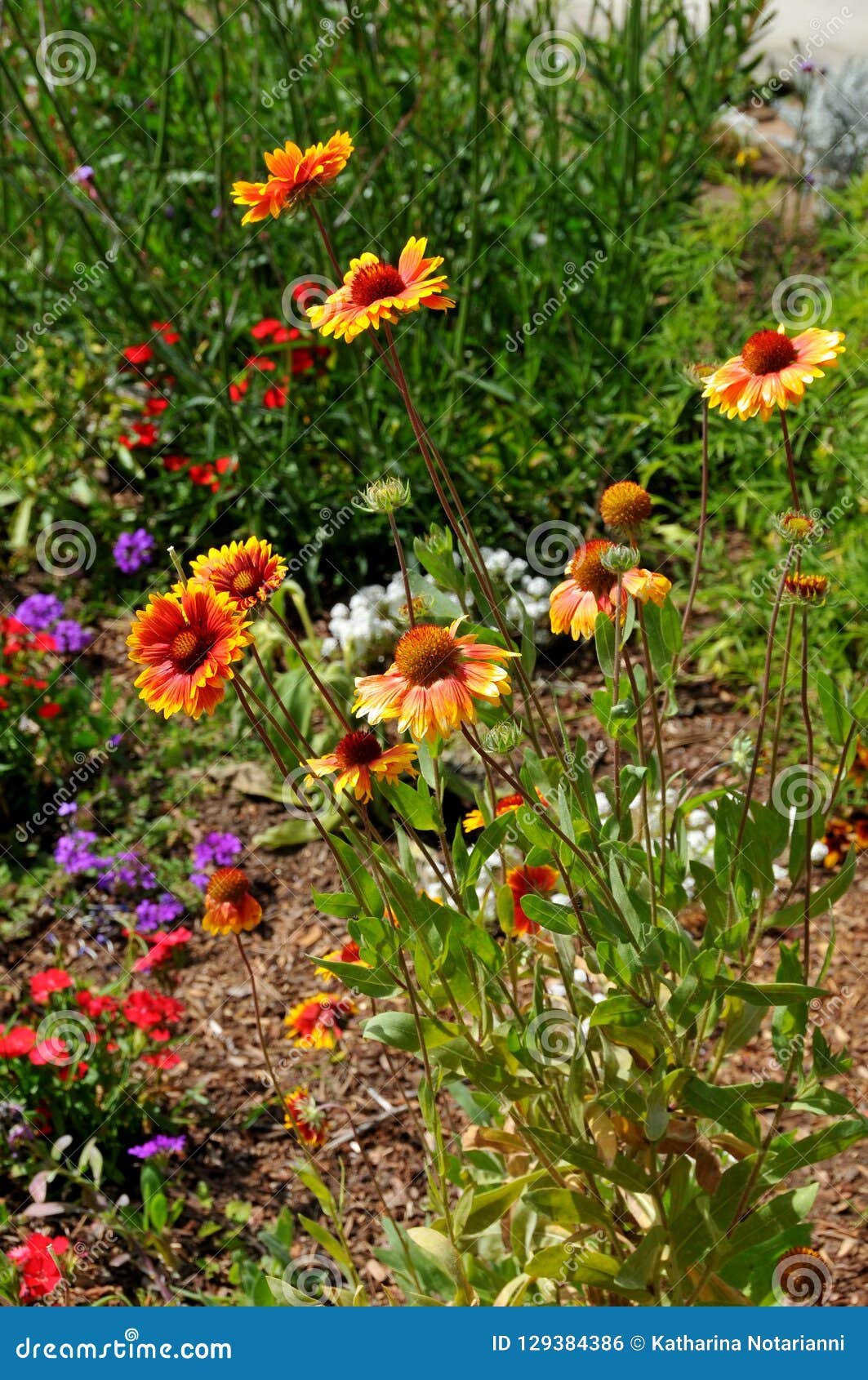 gazania flower in bloom in gardens at balboa park san diego cali