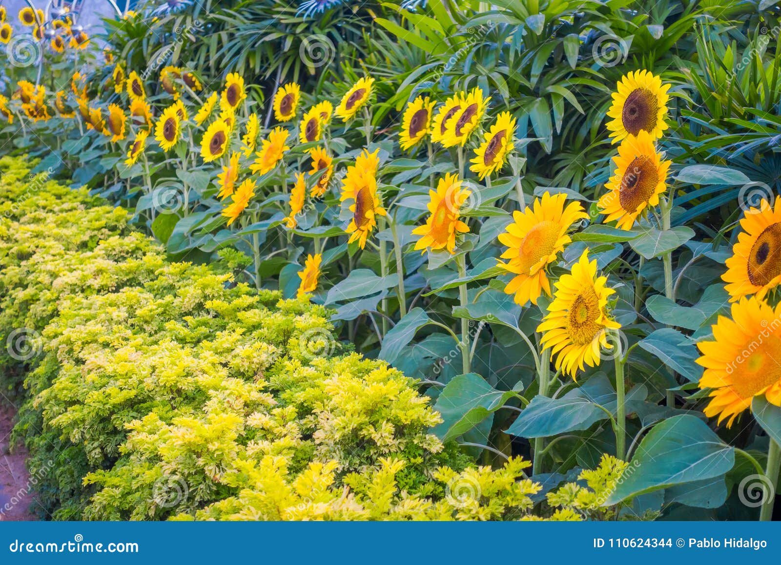 close up of sunflower garden inside of the singapore changi airport