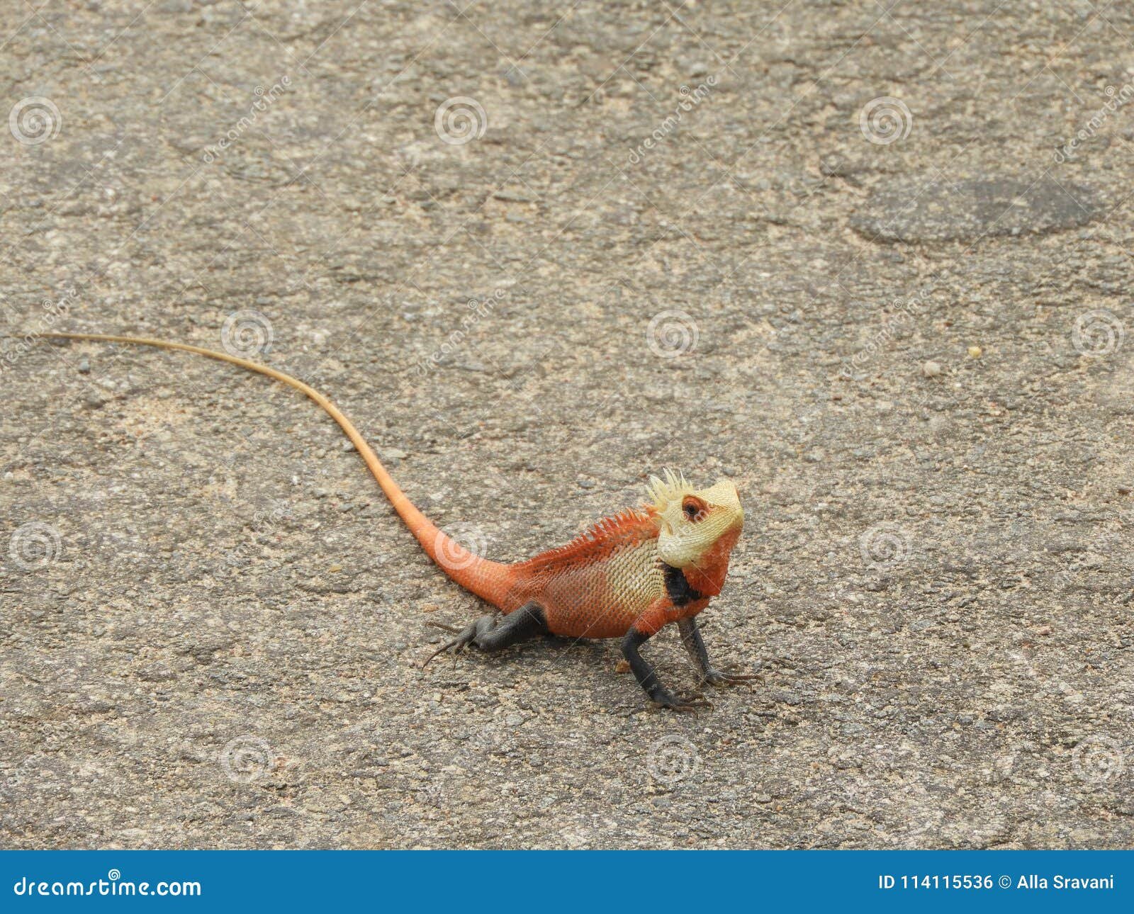 colorful asian lizard stock photo. image of india, latest