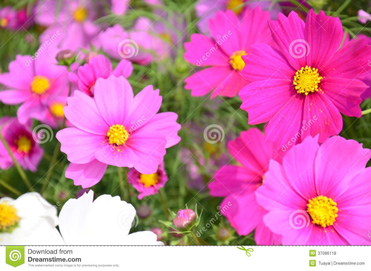 cosmos flowers field at countryside nakornratchasrima thailand stock