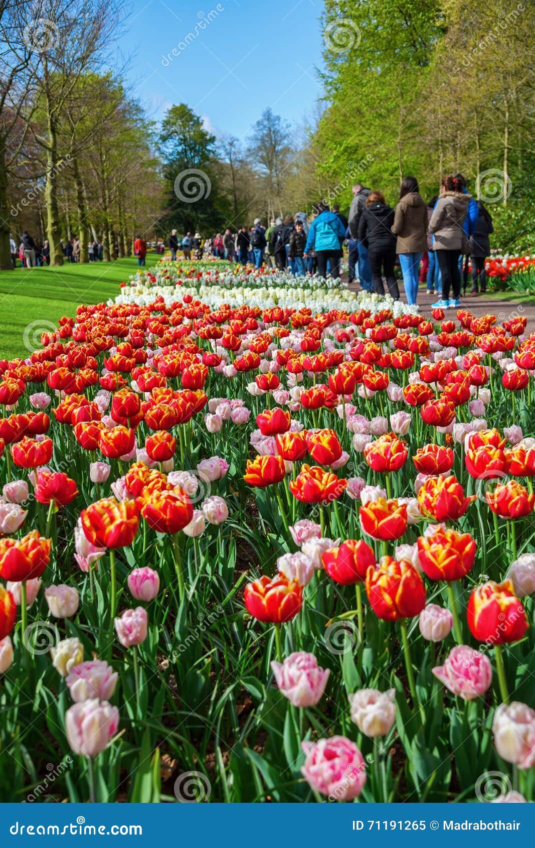 famous flower park keukenhof in lisse, netherlands editorial image
