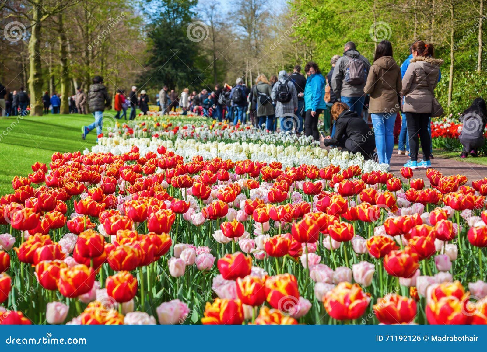famous flower park keukenhof in lisse, netherlands editorial photo