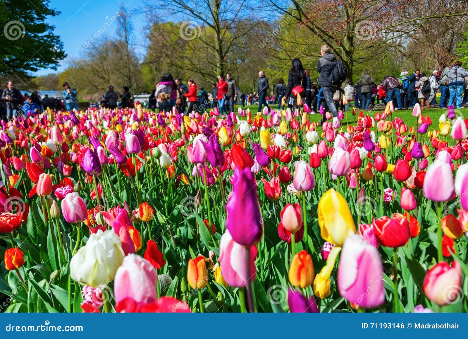 famous flower park keukenhof in lisse, netherlands editorial photo