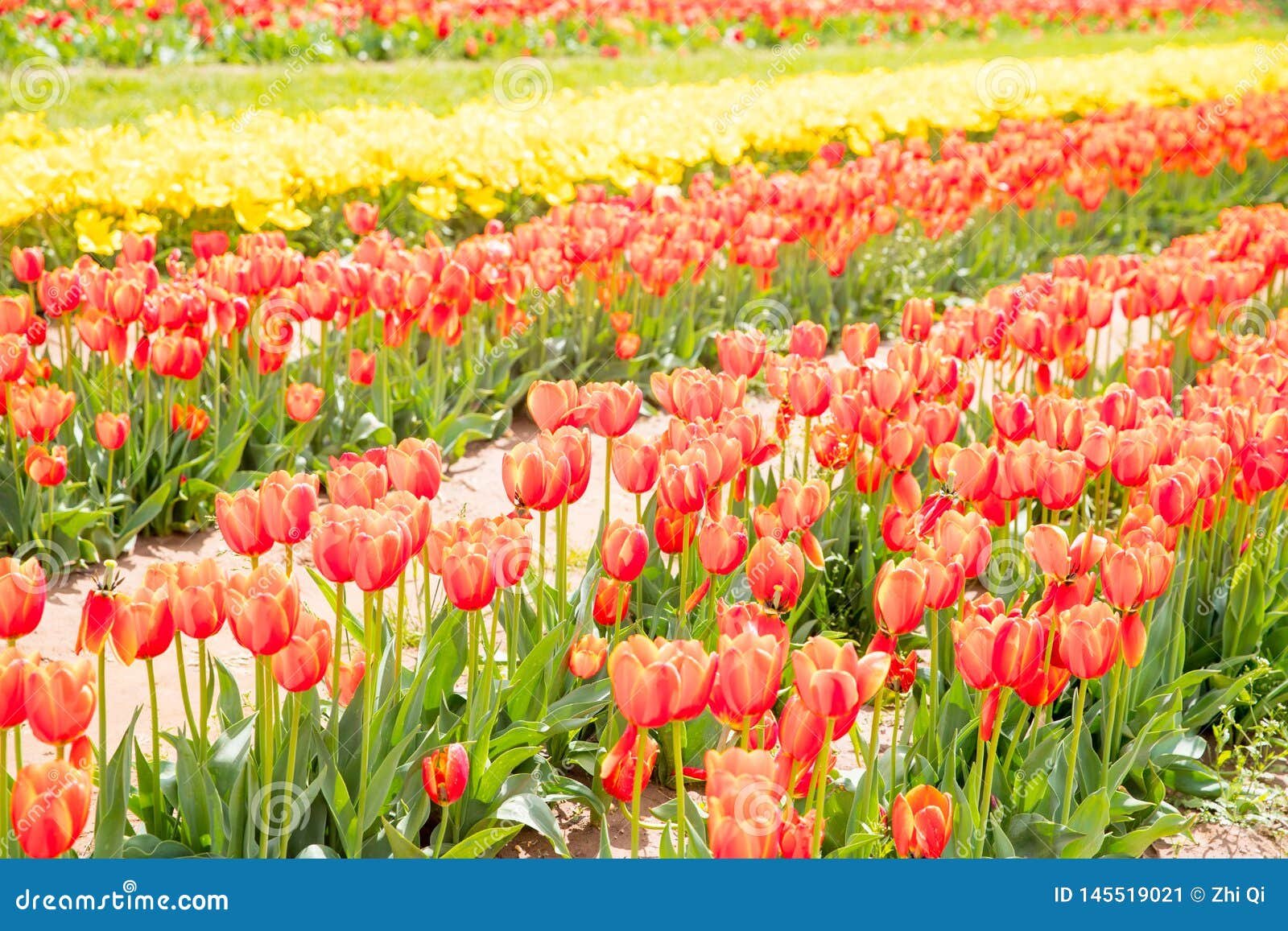 flower beds with colorful tulips in the tulip festival new jersey