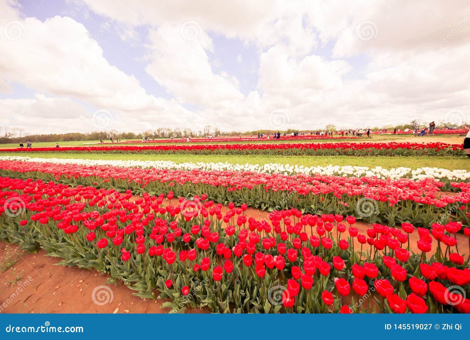flower beds with colorful tulips in the tulip festival new jersey