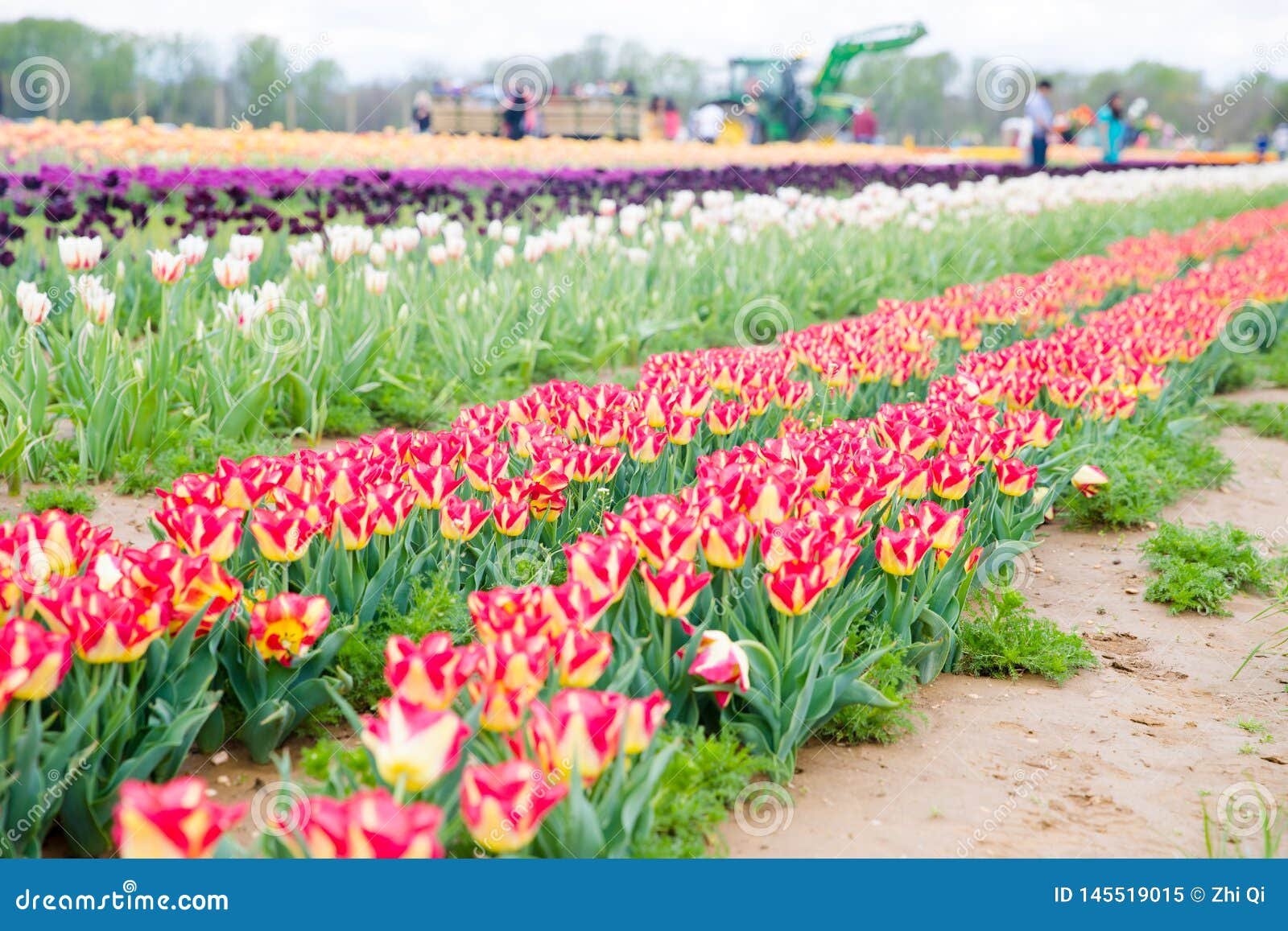 flower beds with colorful tulips in the tulip festival new jersey