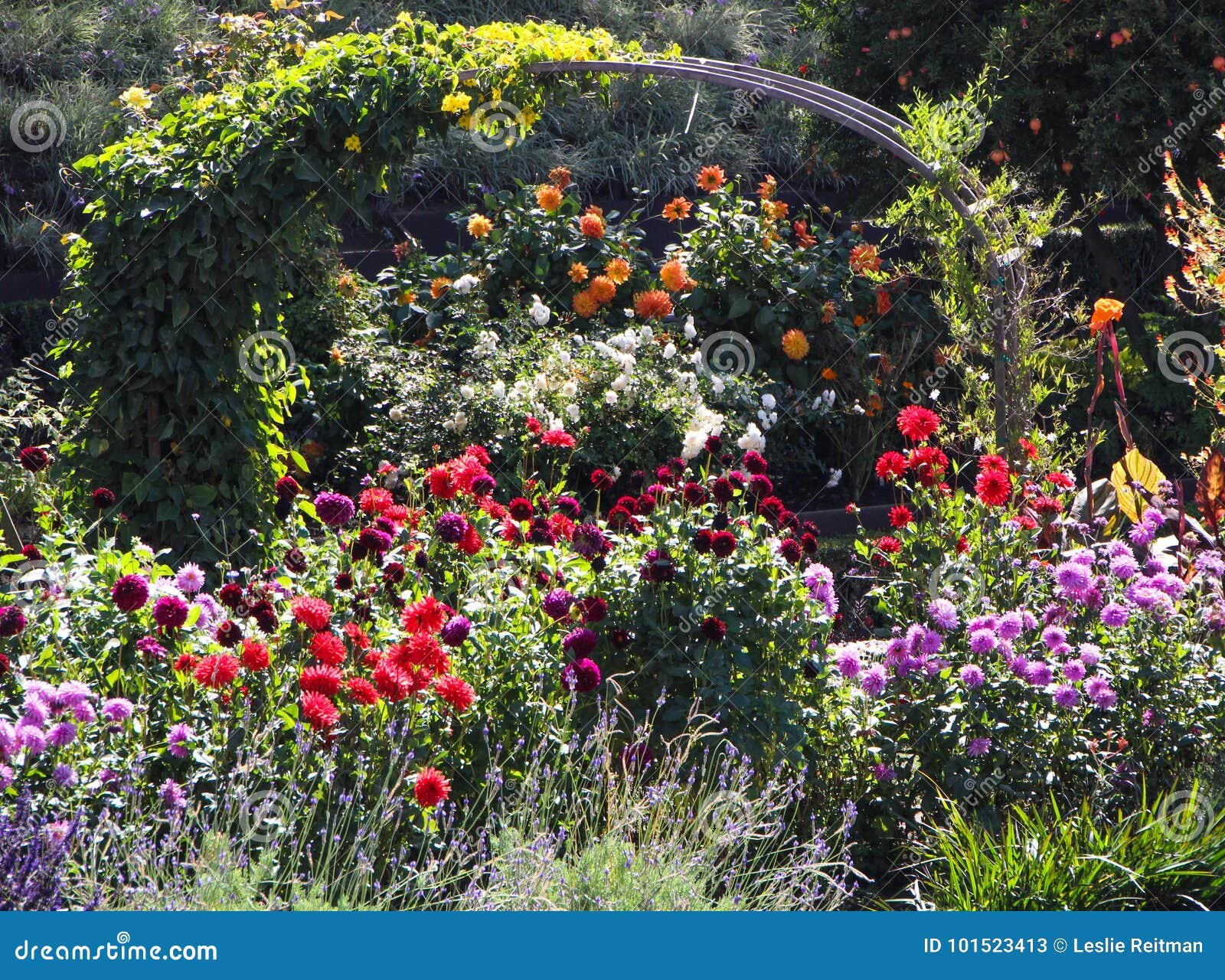 flower garden stock image. image of yellow, garden, outside - 101523413