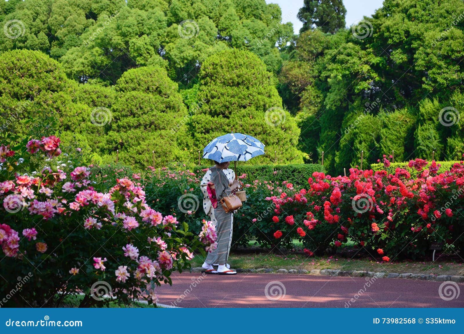 flowering rose garden and kimono women, japan. editorial stock photo