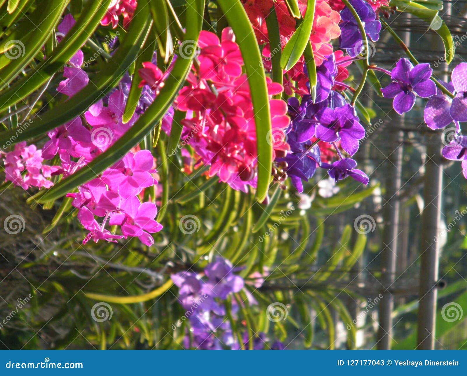 flowers in botanical gardens of india, colorful and beautiful stock