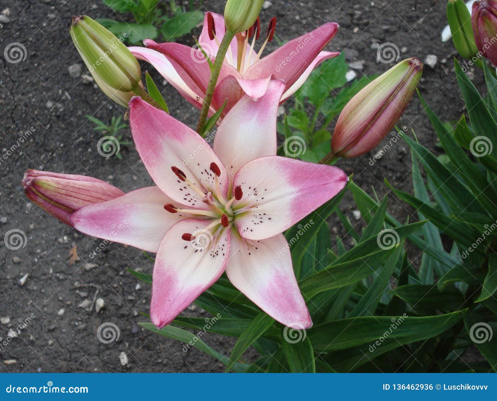 lily (lat. lílium) is a genus of plants of the lily family