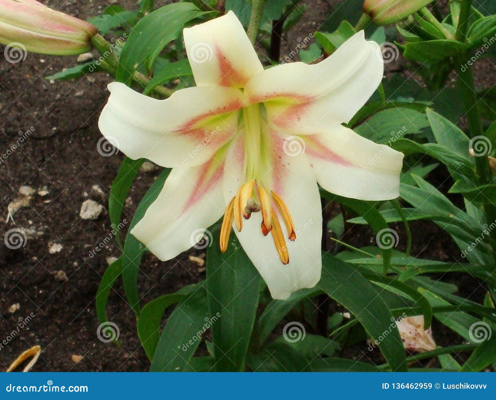 lily (lat. lílium) is a genus of plants of the lily family