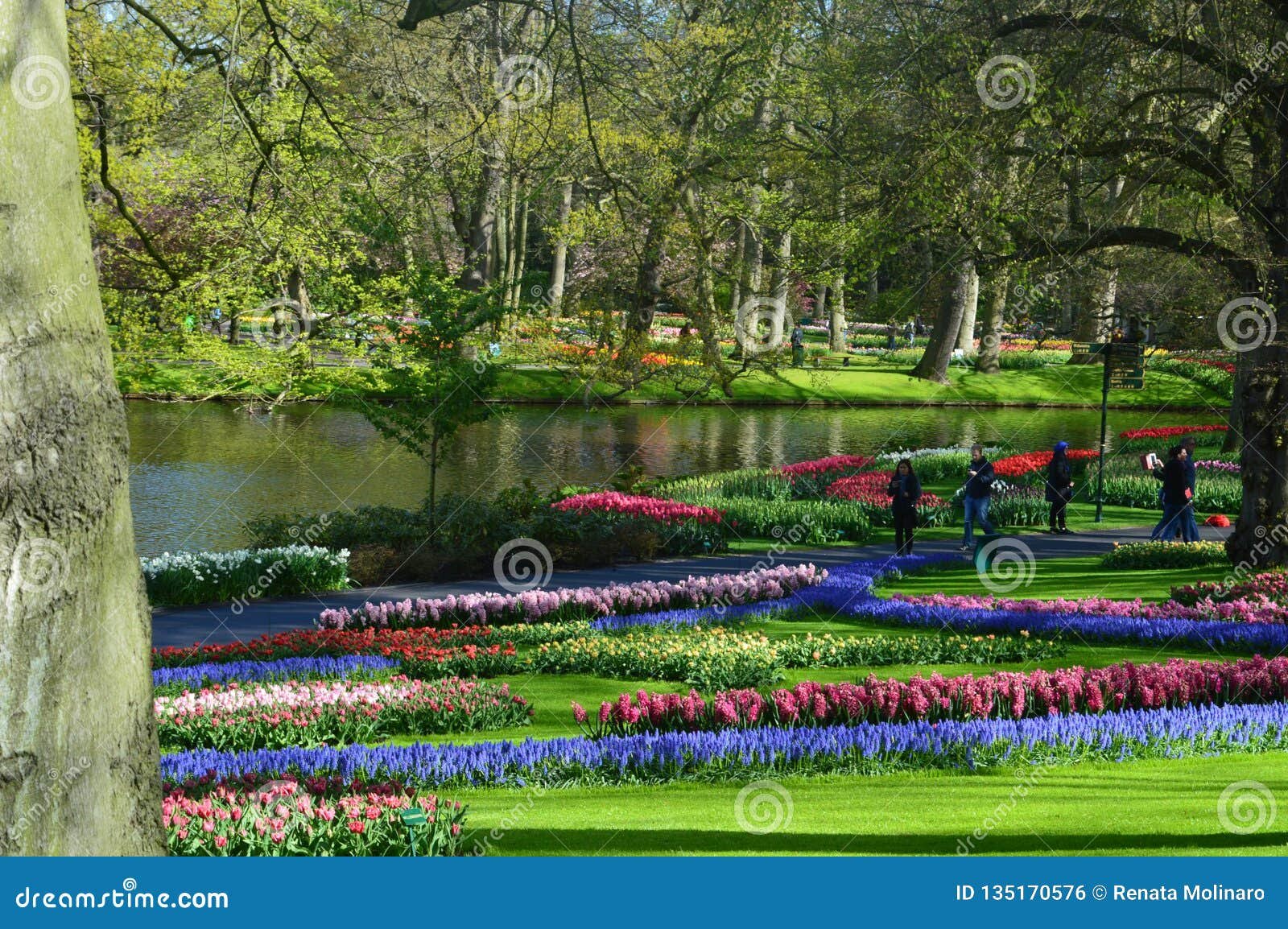 colorful garden at keukenhof park, near amsterdam editorial photo