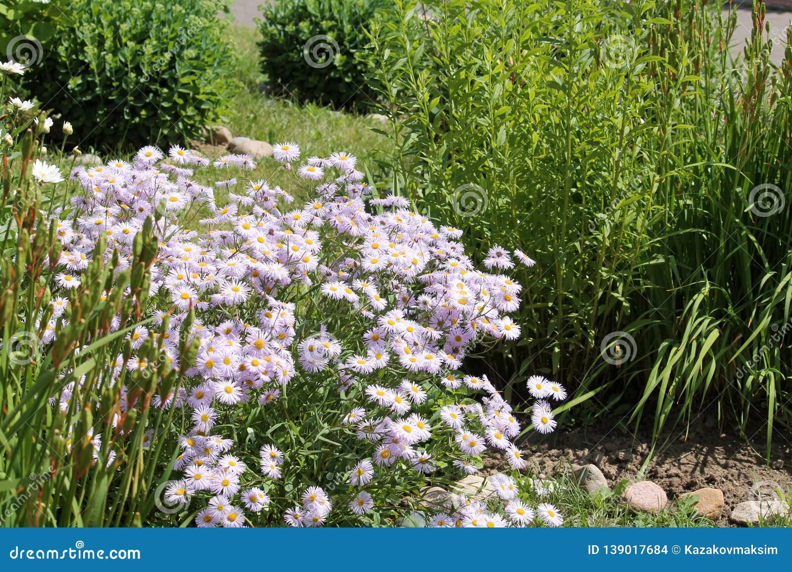 flowers of symphyotrichum novae-angliae syn. aster novae-angliae or